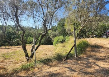 20250619_174208.jpg - Terreno agricolo Castelnuovo Magra - foto 3