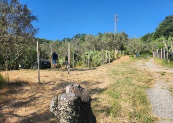 20250619_174215.jpg - Terreno agricolo Castelnuovo Magra - foto 4