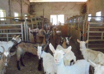 6.jpg - Shed at auction Via Madonna delle Vigne snc, Genova (neighborhood Pontedecimo) - photo 5