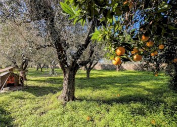 PXL_20260213_092058130.MP~2.jpg - Villa Via Granieri 56, Nettuno - photo 18