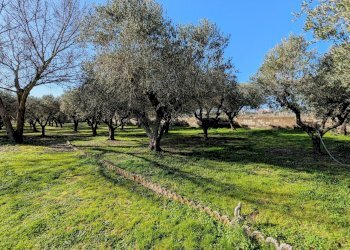 PXL_20260213_092141079~2.jpg - Villa Via Granieri 56, Nettuno - photo 19