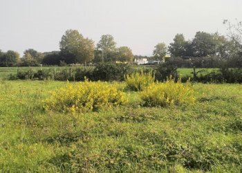 IMG20241015112001.jpg - Terreno agricolo Via Lago di Sirino, Nettuno - foto 3