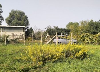 IMG20241015112058.jpg - Terreno agricolo Via Lago di Sirino, Nettuno - foto 8