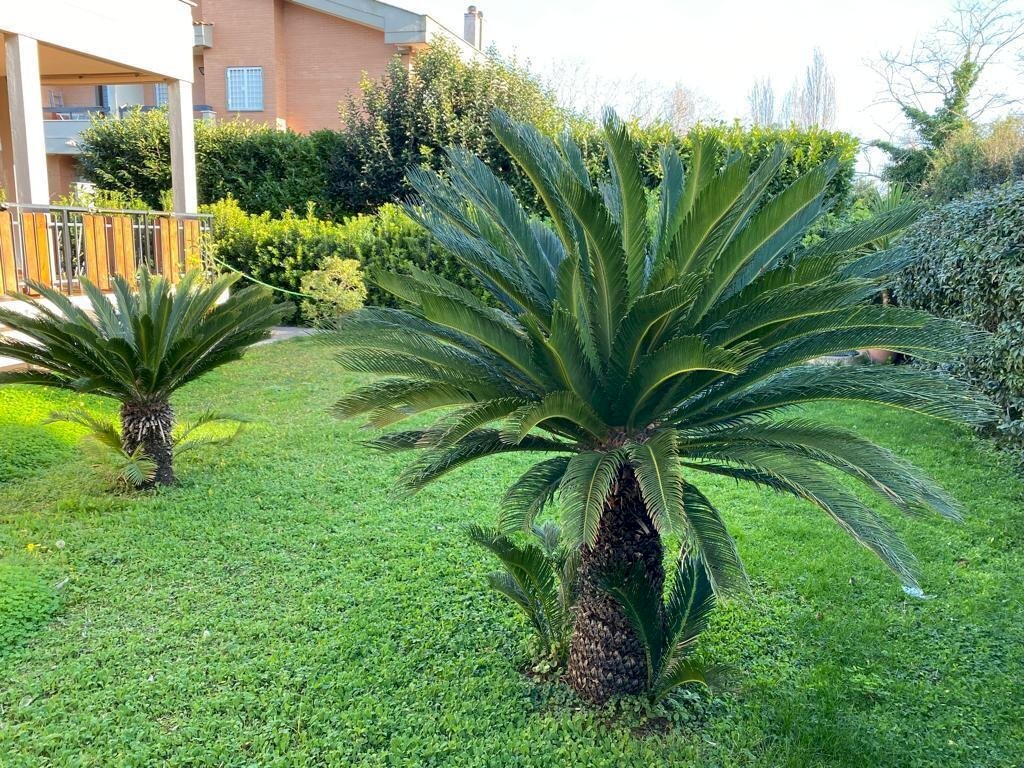 IMG-20240517-WA0005.jpg - Independent house Viale delle Ginestre 60, Anzio - photo 1