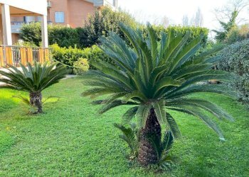 IMG-20240517-WA0005.jpg - Casa indipendente Viale delle Ginestre 60, Anzio - foto 1