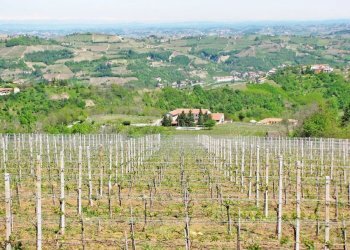 Farm Canelli - photo 5