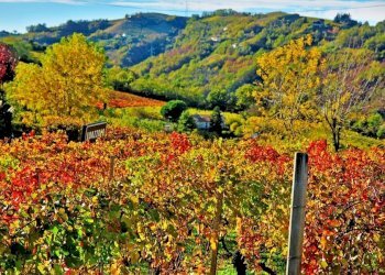 Farm Canelli - photo 6