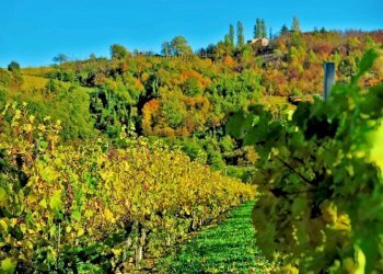 Farm Canelli - photo 7