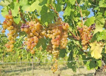 Farm Canelli - photo 9