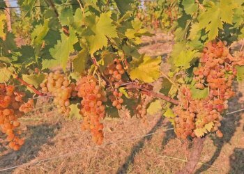 Farm Canelli - photo 10