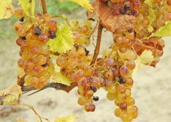 Farm Canelli - photo 35