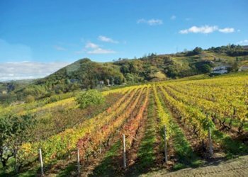 Farm Canelli - photo 38