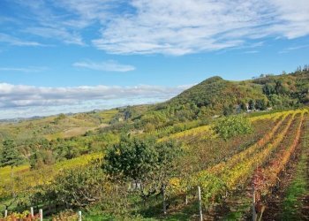 Farm Canelli - photo 39