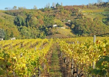 Farm Canelli - photo 40