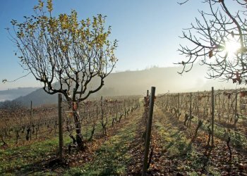 Farm Canelli - photo 41