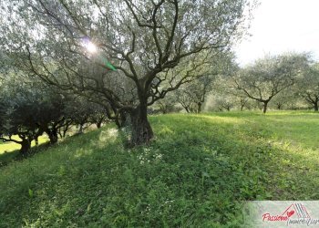 Foto 5 - Terreno agricolo Strada Del Borago, Verona - foto 5