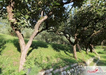 Foto 10 - Terreno agricolo Strada Del Borago, Verona - foto 10