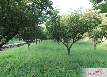 Foto 11 - Terreno agricolo Strada Del Borago, Verona - foto 11