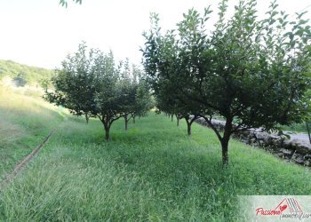 Foto 12 - Terreno agricolo Strada Del Borago, Verona - foto 12