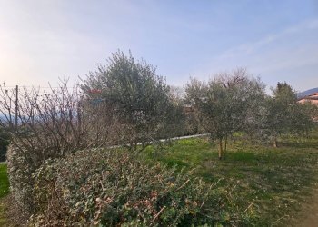 Giardino - Villa contrada fossa cerasa
 
snc, Padula - foto 32