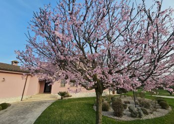 Giardino - Villa contrada fossa cerasa
 
snc, Padula - foto 35