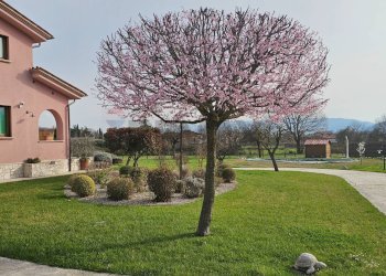 Giardino - Villa contrada fossa cerasa
 
snc, Padula - foto 37