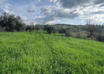 Giardino - Terreno agricolo Via Parco Nazionale d'Abruzzo, Manoppello - foto 4