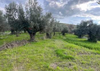 Giardino - Terreno agricolo Via Parco Nazionale d'Abruzzo, Manoppello - foto 8