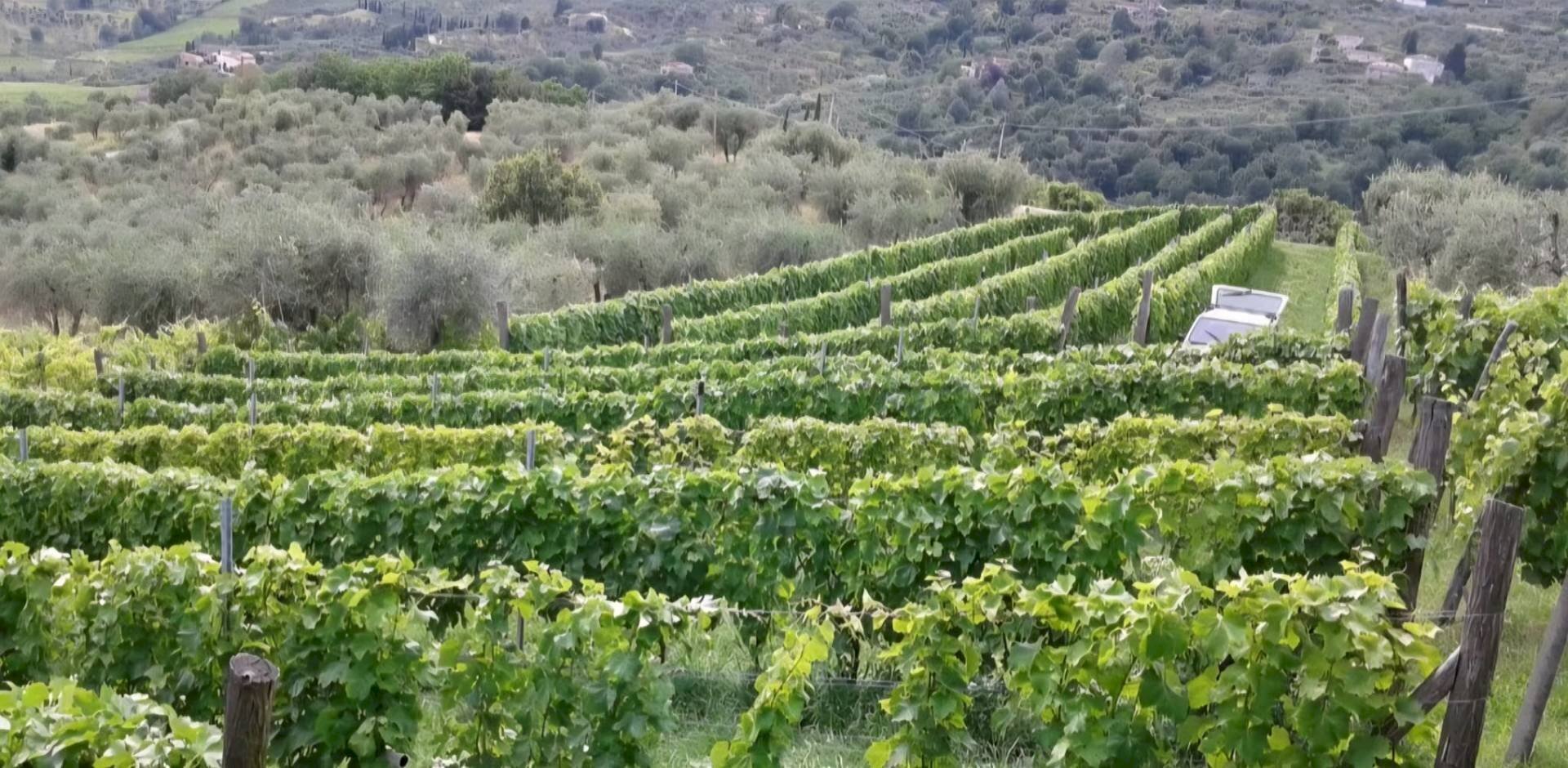 Foto 1 - Agricultural land via di valgiano, Lucca - photo 1