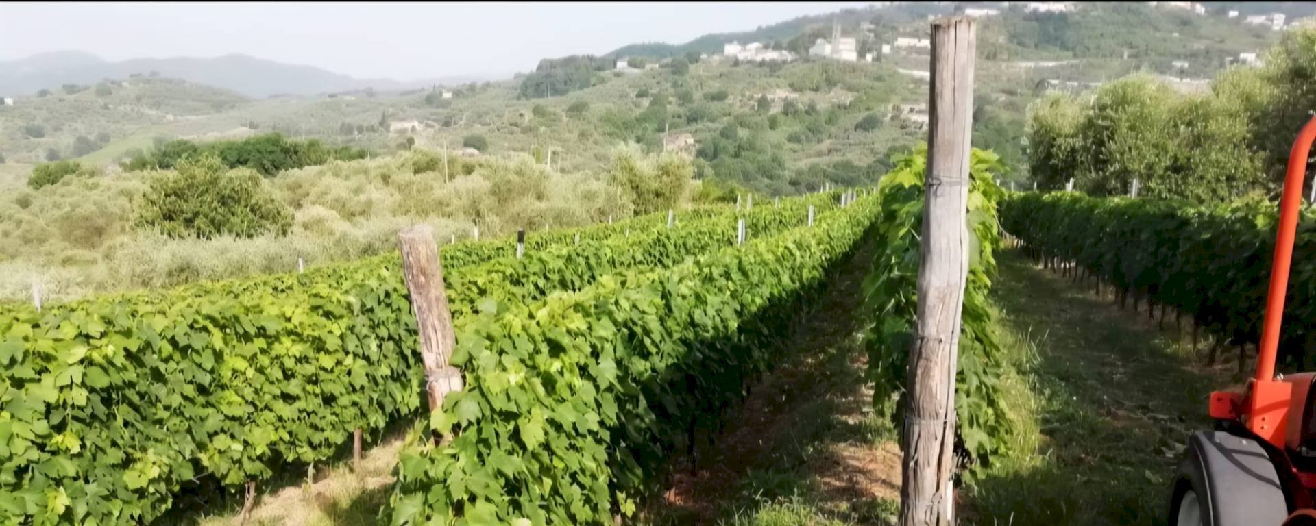 Foto 2 - Agricultural land via di valgiano, Lucca - photo 2