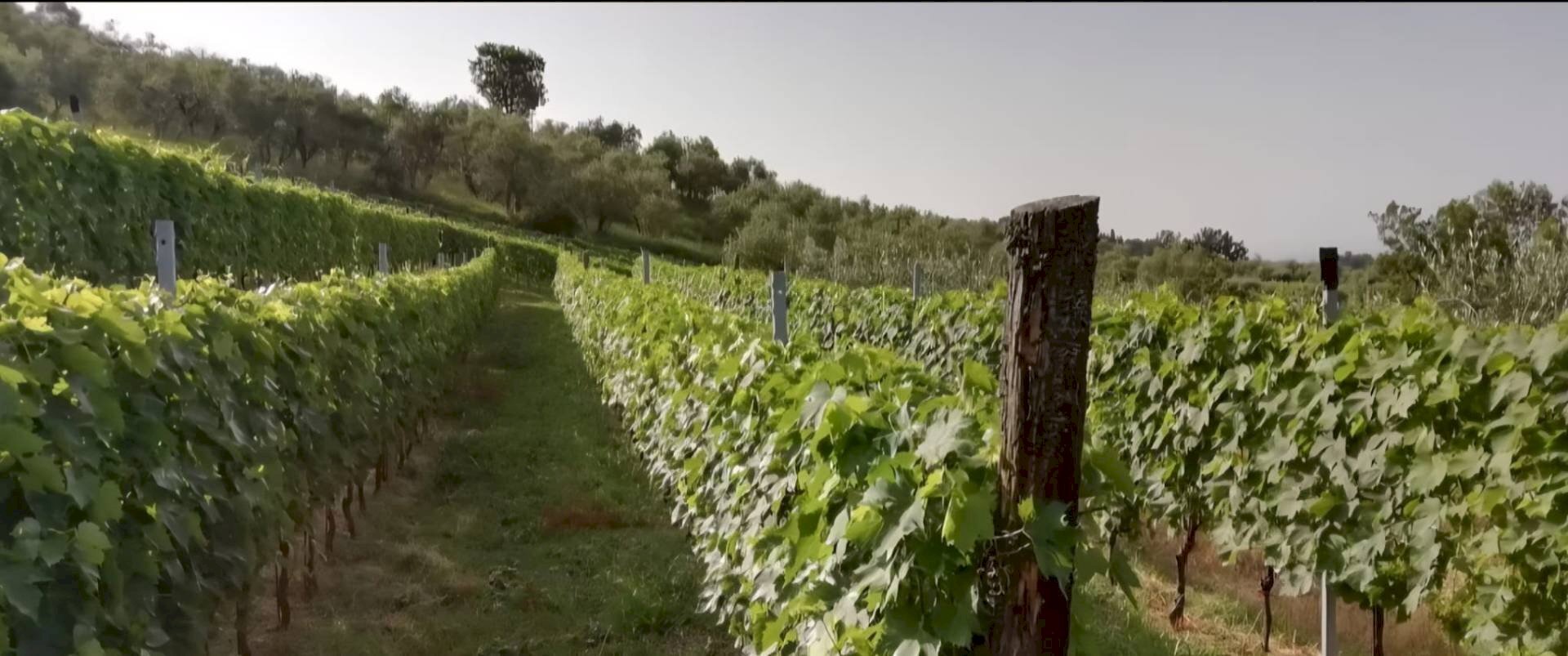 Foto 3 - Agricultural land via di valgiano, Lucca - photo 3