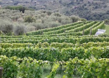 Foto 1 - Agricultural land via di valgiano, Lucca - photo 1