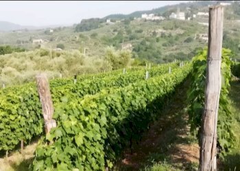 Foto 2 - Agricultural land via di valgiano, Lucca - photo 2