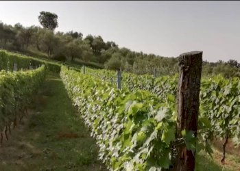 Foto 3 - Agricultural land via di valgiano, Lucca - photo 3