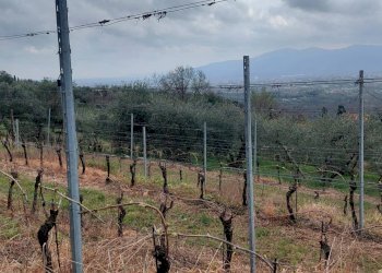 Foto 4 - Agricultural land via di valgiano, Lucca - photo 4