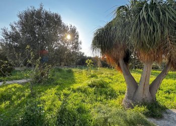 Giardino - Villa Via Vito Cavataio, Terrasini - photo 22