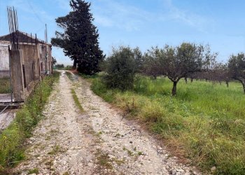 Giardino - Terreno agricolo Via Acquasorbe Nucleo Pietro Iacono, Valderice - foto 4