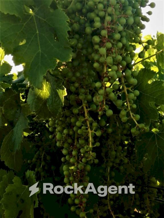 Terreno - Terreno agricolo via Formale Rotondo, Lanuvio - foto 1