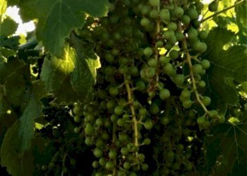 Terreno - Agricultural land via Formale Rotondo, Lanuvio - photo 1