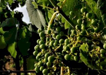 Terreno - Agricultural land via Formale Rotondo, Lanuvio - photo 4