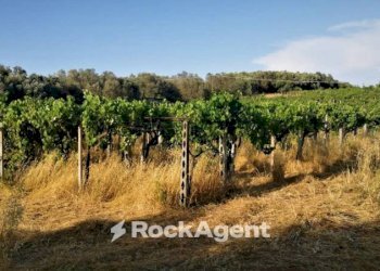 Terreno - Agricultural land via Formale Rotondo, Lanuvio - photo 6