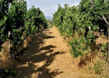 Terreno - Agricultural land via Formale Rotondo, Lanuvio - photo 8