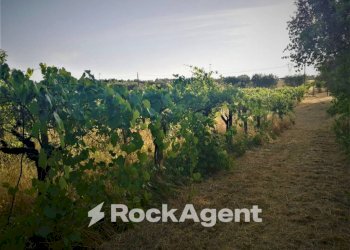 Terreno - Agricultural land via Formale Rotondo, Lanuvio - photo 9