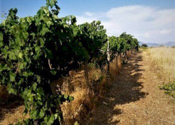 Terreno - Agricultural land via Formale Rotondo, Lanuvio - photo 14