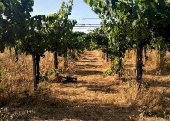 Terreno - Agricultural land via Formale Rotondo, Lanuvio - photo 16