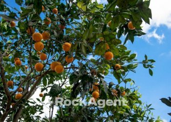 Terreno - Hotel via Congregazione, 23, Spongano - foto 22