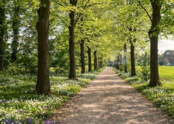 viale.png - Rustico Via Bagnolo 12, Longare - foto 20