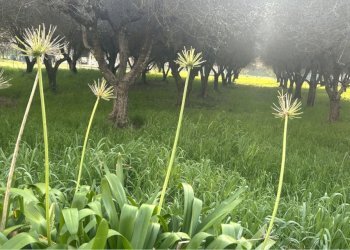sa23.jpg - Appartamento Sarzana - foto 23