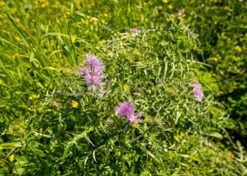 Terreno Valverde (10).jpg - Terreno edificabile Via Carminello 36, Valverde - foto 10