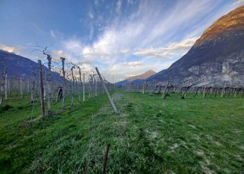 b257a138-8197-4cf1-b195-d66a8264973a.jpg - Magazzino Aldeno - foto 15